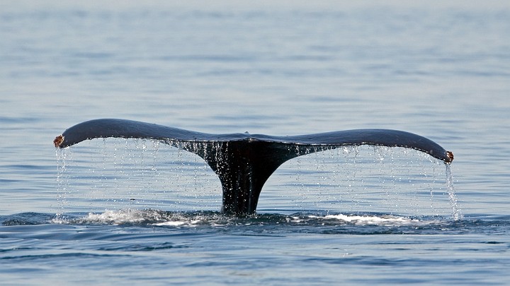 Buckelwal Megaptera novaeangliae Humpback Whale